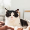 猫の心の底から『大嫌いっ！』と思っているもの5つとその理由　避けら…