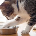 猫が『お皿からご飯を出す』理由6選　手で器用にポイッ…遊んでる？マズい…