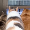 小さな窓から外を見る長毛猫→『しっぽ』を見てみると…可愛すぎる『動…
