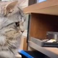 レコーダーを見つめる猫→『ディスクトレイが閉じようとした』次の瞬間…
