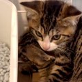 人間に怯え、隅で震えていた２匹の元野良猫→３ヶ月経つと…『まるで別…