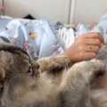 高熱で寝込む娘のもとで……2匹の猫が体調不良の家族に見せた『まさかの…