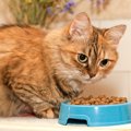 猫はゴマを食べても大丈夫？与える際の注意点や効果について