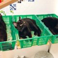 出荷待ち？黒猫さん達のカゴ盛りっぷりが凄いと話題！