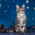 愛猫が『飼い主さんの就寝中にやりがちなこと』5選　ドタバタ、クンク…