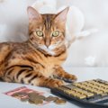 猫との暮らしにかかる『必要経費』一生でいくらになる？代表的な5つの…