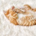 猫が照れてる時にする５つの仕草