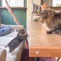 子猫が机の上に乗ろうとしたら…まさかの『悲劇』に可愛すぎると732万…