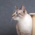 引っ越し初日！恐る恐る新居を探索する猫ちゃんが可愛い