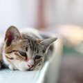 猫が捨てられたと感じる可能性がある行為3つ