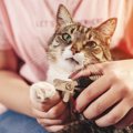 猫の爪から血が出ている！考えられる3つの原因と対処法