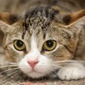 やってない？間違った猫の飼い方7つ