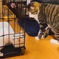 先輩猫が『ケージの中にいる子猫』と遊んでいると…完全に想定外な『驚…