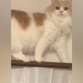 カーテンレールに登った猫ちゃん→下りられなくなったと思いきや…器用すぎ…