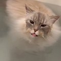『猫がお風呂で溺れている』と思ったら…予想もしていなかった『まさかの行…