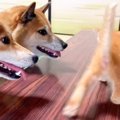 大好きな子猫を目の前に『散歩』と言われた柴犬…その後の行動に128万…