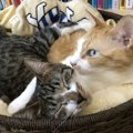 メンタリストDaiGoが溺愛！飼っている猫の名前や種類は？