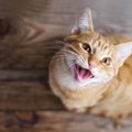 猫がうんちの前後に『大きな声で鳴きだす』理由4つ　トイレハイの正体…