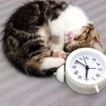 猫の過ごし方を徹底調査！1日のタイムスケジュールとは？