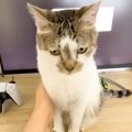 パパとママが在宅ワークをしていると、お腹をすかせた２匹の愛猫が…『まさ…