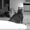 夜、『飼い主のもとにやって来た猫』が次の瞬間…カメラが捉えた『尊すぎる…