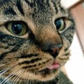 頻繁に飼い主を舐めようとする猫の気持ち５つ