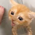 子猫を『初めてのお風呂』に入れた結果…終わった後に見せた『可愛すぎ…