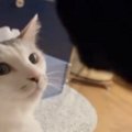 姉猫にかまってほしい弟猫が『ちょっかい』をかけた結果…「目つきが変わっ…