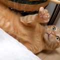 『マウント取られっぱなしの新入り猫』がリベンジ…先住猫たちの反応が…