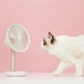 猫の近くで『扇風機』を使うときに注意すべきこと5つ　寒い冬でも効果…