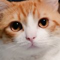 いつもはまんまるお目々で可愛い猫→飼い主の帰宅が遅れると…まさかの『豹…