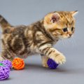 猫玩具の人気ランキング！猫も飼い主も楽しいオススメ商品