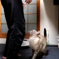 元保護猫ちゃんの“飛びつき抱っこ”に成功！猫兄弟と飼い主さんのお友…