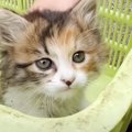 5匹の先住猫のもとへ1匹の保護子猫が家族に…素敵な反応に 『優しい世…