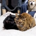 寒い朝、くっついて温まる猫たちを『見守っていた柴犬』→散歩から帰宅する…
