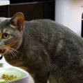 猫ちゃんのために新しい給餌器を購入♪ちゃんとごはんを食べてくれるか…