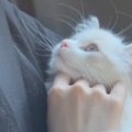 子猫が1週間ぶりに飼い主と再会した結果…思わず涙が出るほど『愛おし…