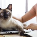 猫と『いつも一緒』に過ごすことで起こるデメリット4つ　悪影響となる理由…