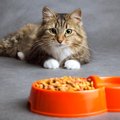猫が『絶対に譲れない』と思っているこだわり4選　行動の意味や尊重してあ…