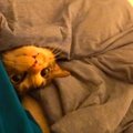 夜、猫がふとんに入ってきて…一緒に寝るかと思いきや『想定外の光景』が15…