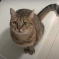 『にゃっ』と挨拶！トイレの前で飼い主さんを待ち伏せする猫ちゃん