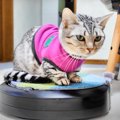 ロボット掃除機を乗りこなしたい子猫ちゃん♪