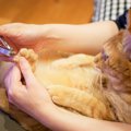 猫が『爪切り』で大暴れ…苦手意識を和らげる５つのアイデア