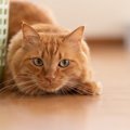 猫が獲物を狙っている時にする仕草や行動４つ