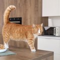 あわや大惨事に！　留守番中の猫がコンロに点火→部屋には煙が充満→火災直…