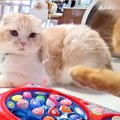 夏休み、部屋の中で犬猫４匹と『おもちゃの魚釣り』→子猫が興味津々で…