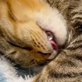 「同じ夢見てる？」睡眠中に『同じ動きをしていた兄妹猫』→まさかの可…