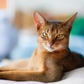 思わず見惚れてしまう『かっこいい猫種』5選　種類ごとの特徴から美しさを…