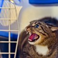 猫が『心に傷を負う』飼い主の最低な行為5つ　何気ない行動が愛猫を苦しめ…
