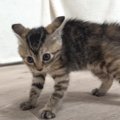 普段はおとなしい子猫が、突然『オラオラ系』に…まさかの『ハイテンシ…